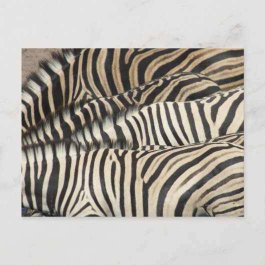 Overhead uitzicht van de Zebra van Burchell Briefkaart (Voorkant)