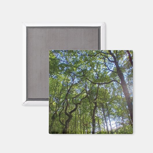 Overlappende bomen magneet (Voorkant / Achterkant)