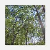 Overlappende bomen magneet (Voorkant)