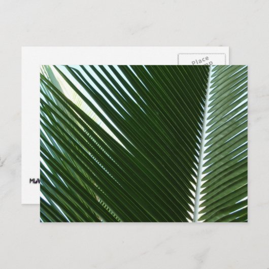 Overlapping Palm Fronds Tropical Green Abstract Briefkaart (Voorkant / Achterkant)