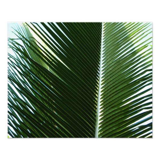 Overlapping Palm Fronds Tropical Green Abstract Foto Afdruk (Voorkant)