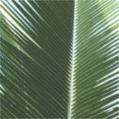 Overlapping Palm Fronds Tropical Green Abstract Sticker (Voorkant)