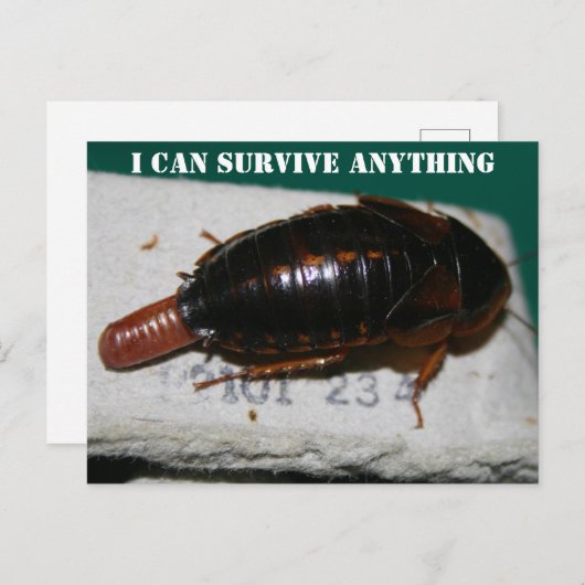 Overleven alles, kroach met Briefkaart van eierzak (Voorkant / Achterkant)