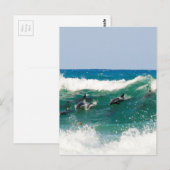 Overlevende dolfijnen briefkaart (Voorkant / Achterkant)