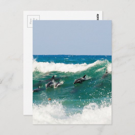 Overlevende dolfijnen briefkaart (Voorkant / Achterkant)