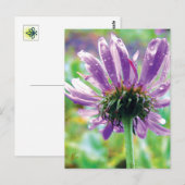 Overlever, Paarse Bloem met Dauw Briefkaart (Voorkant / Achterkant)
