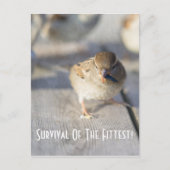 Overleving van het Briefkaart van de fitte (Voorkant)