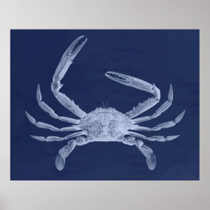 Overmaatse krabtriptych in blauw poster