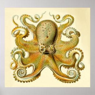overmaatse octopusdruk Haeckel Poster