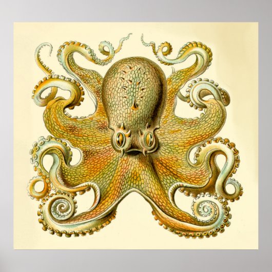 overmaatse octopusdruk Haeckel Poster (Voorkant)