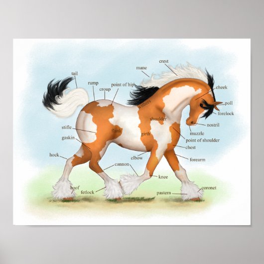 Overo Gypsy Horse Equestrian Anatomy Poster (Voorkant)