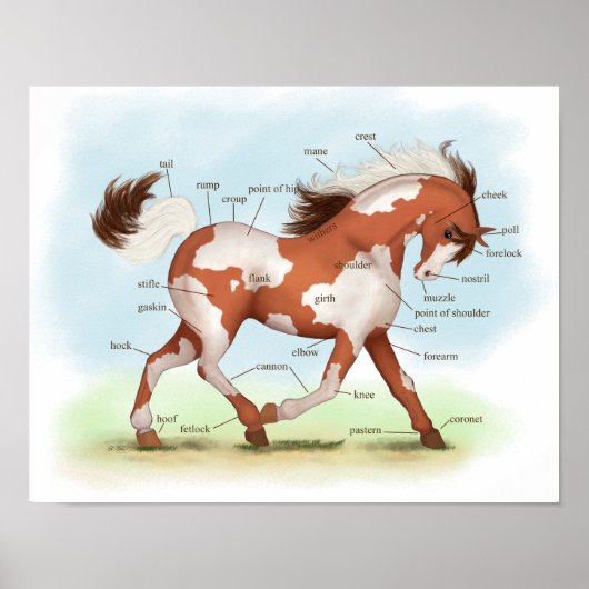 Overo Skewbald Horse Equestrian Anatomy Poster (Voorkant)