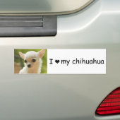 overslagklever voor chihuahua bumpersticker (Op auto)