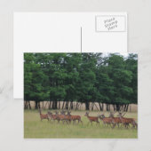 Oversteek Briefkaart (Voorkant / Achterkant)