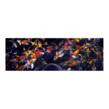 OVERSTROMING KOI VISSEN