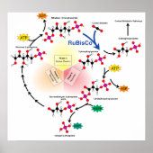 Overview of the Calvin Cycle and Carbon Fixation Poster (Voorkant)