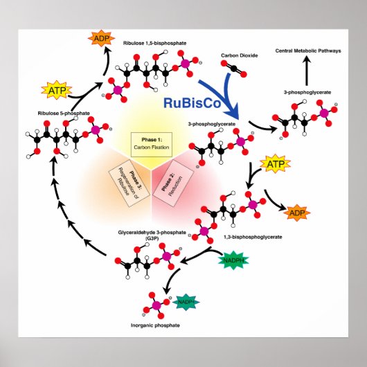 Overview of the Calvin Cycle and Carbon Fixation Poster (Voorkant)