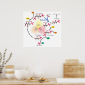 Overview of the Calvin Cycle and Carbon Fixation Poster (Keuken)
