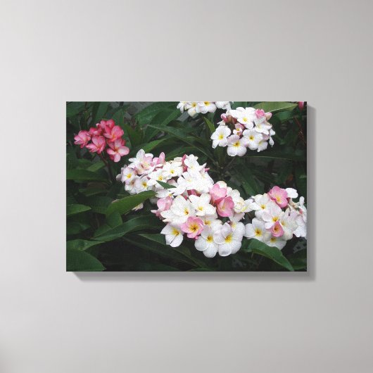 Overvloed van Zomerplumerias Canvas Afdruk (Voorkant)