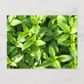 Overvloedige grondafdekking briefkaart