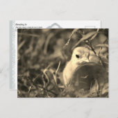 Overvloeien in Briefkaart (Voorkant / Achterkant)