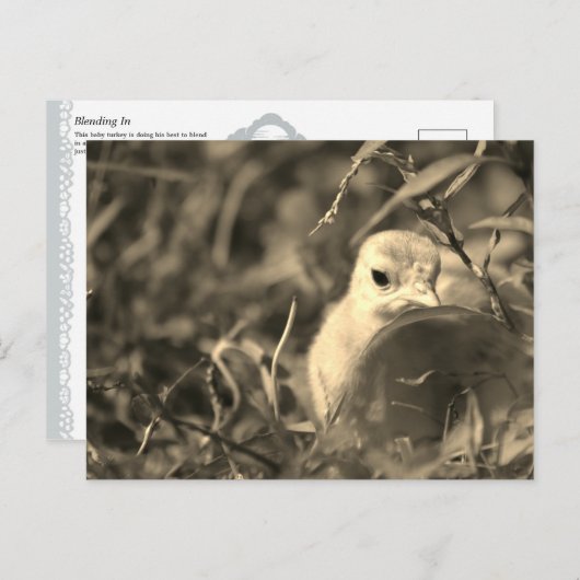 Overvloeien in Briefkaart (Voorkant / Achterkant)