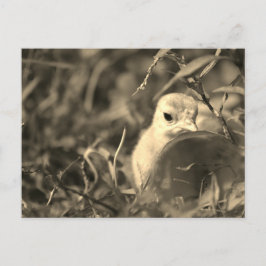 Overvloeien in Briefkaart