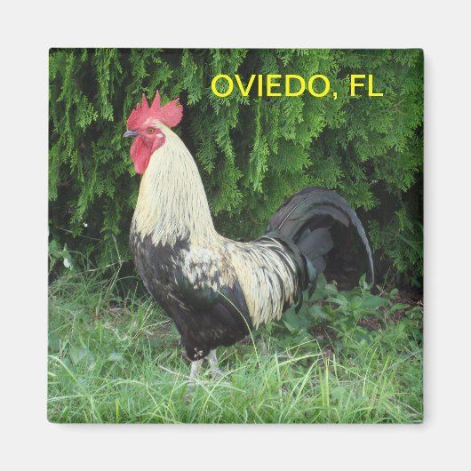 OVIEDO CHICK MAGNEET (Voorkant)