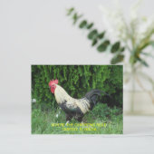 Oviedo het Briefkaart van Kippen (Staand voorkant)