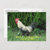 Oviedo het Briefkaart van Kippen (Voorkant / Achterkant)