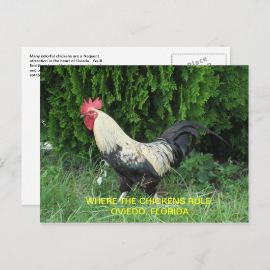 Oviedo het Briefkaart van Kippen (Voorkant / Achterkant)