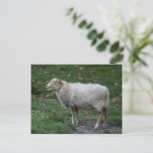 Ovis aries briefkaart (Staand voorkant)