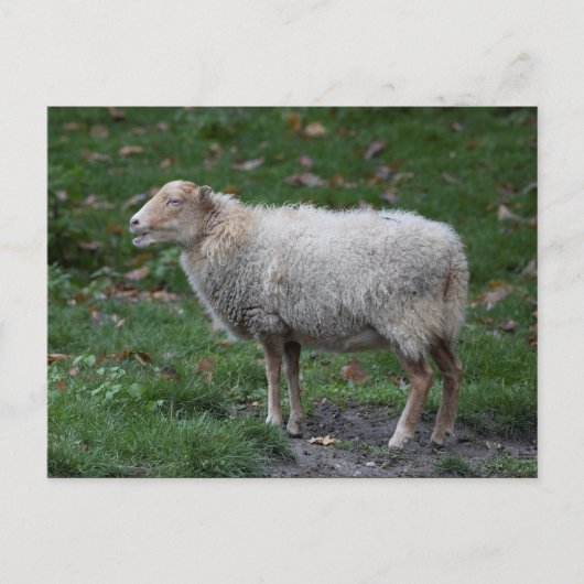 Ovis aries briefkaart (Voorkant)