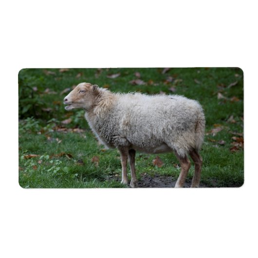 Ovis aries etiket (Voorkant)