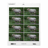 Ovis aries etiket (Full Sheet)