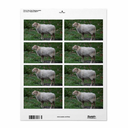 Ovis aries etiket (Full Sheet)