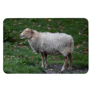 Ovis aries magneet