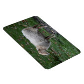 Ovis aries magneet (Rechterzijde)