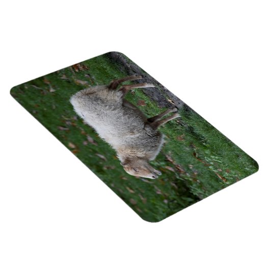 Ovis aries magneet (Rechterzijde)