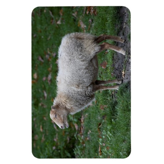 Ovis aries magneet (Verticaal)