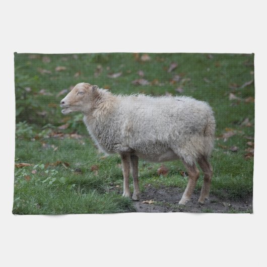 Ovis aries theedoek (Horizontaal)