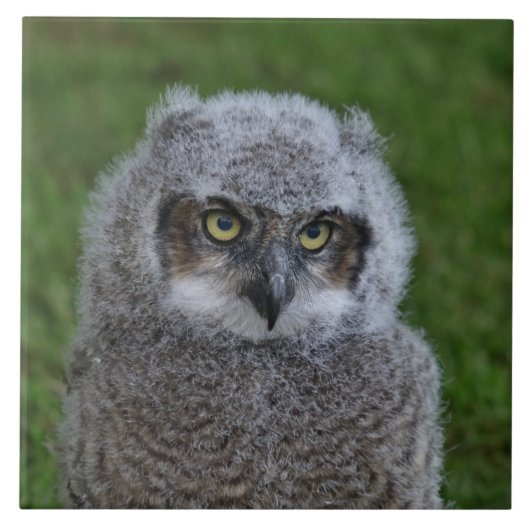 Owl_20180215_by_JAMFoto Tegeltje (Voorkant)