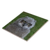 Owl_20180215_by_JAMFoto Tegeltje (Zijkant)