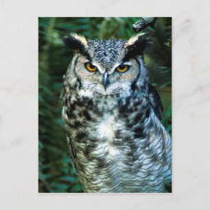 Owl (2) briefkaart