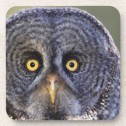 Owl 3 bier onderzetter (Voorkant)