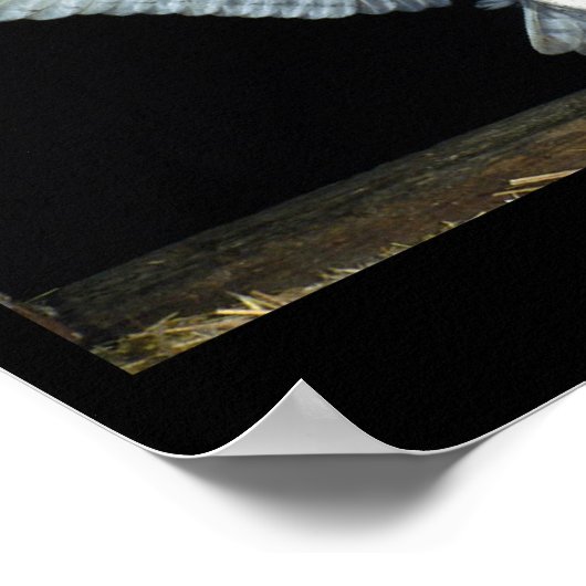 Owl (6) poster (Hoek)