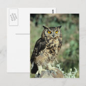 Owl (9) briefkaart (Voorkant / Achterkant)