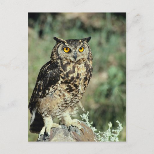 Owl (9) briefkaart (Voorkant)
