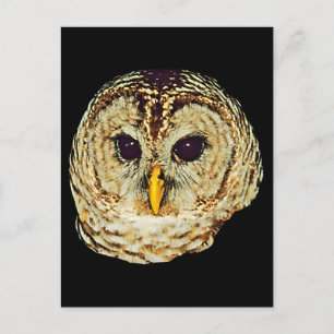 Owl Afbeelding Briefkaart