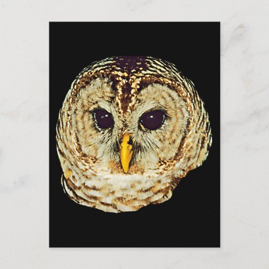 Owl Afbeelding Briefkaart (Voorkant)